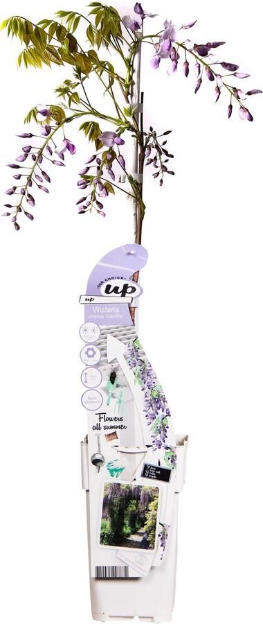 2x Paarse Regen klimplant Kleur paars Wisteria sinensis Caroline Chinese paarse regen
