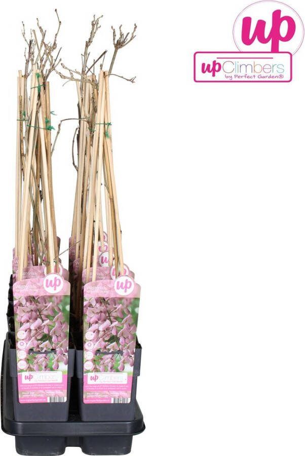 2x Rose Regen Klimplant Kleur Rose Wisteria floribunda 'Rosea' Roze regen