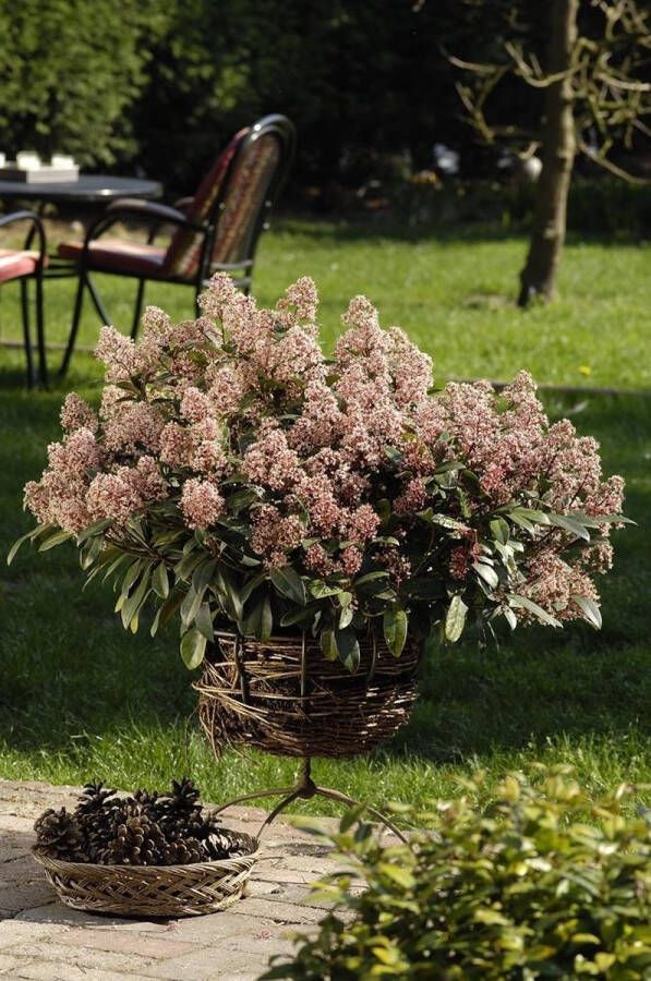 2x Skimmia Japonica Rubella Bloem Skimmia in 2 liter kweekpotten met planthoogte 20-30cm
