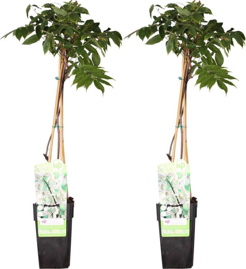 2x soort Blauwe Regen Kleur Wit Klimplant Wisteria floribunda 'Longissima Alba' ↨65cm Ø15