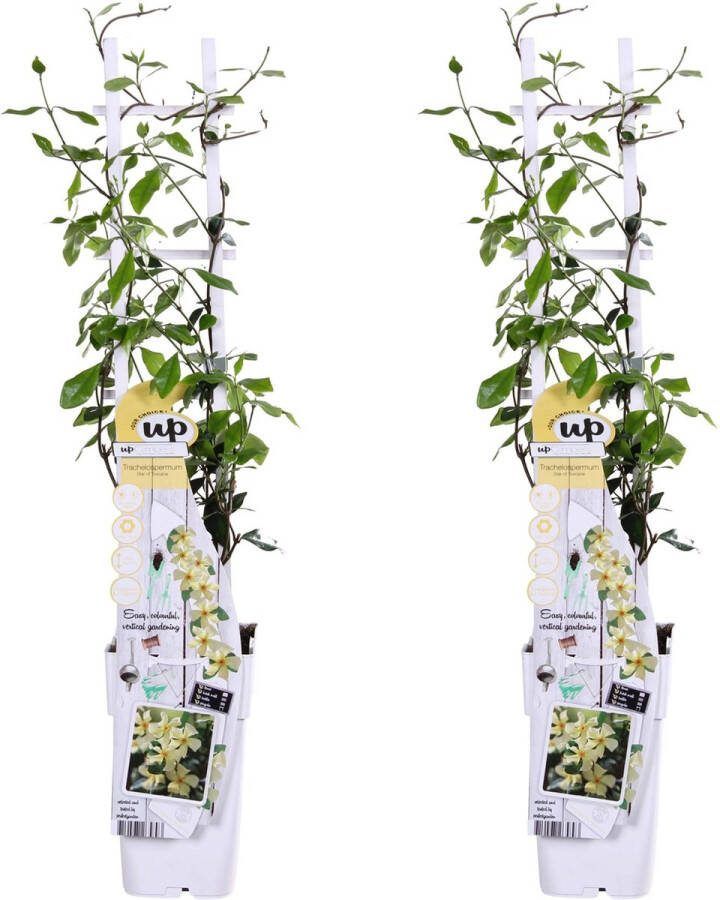 2x Sterjasmijn Kleur Wit Klimplant Trachelospermum 'Star of Toscana' ↨65cm Ø15