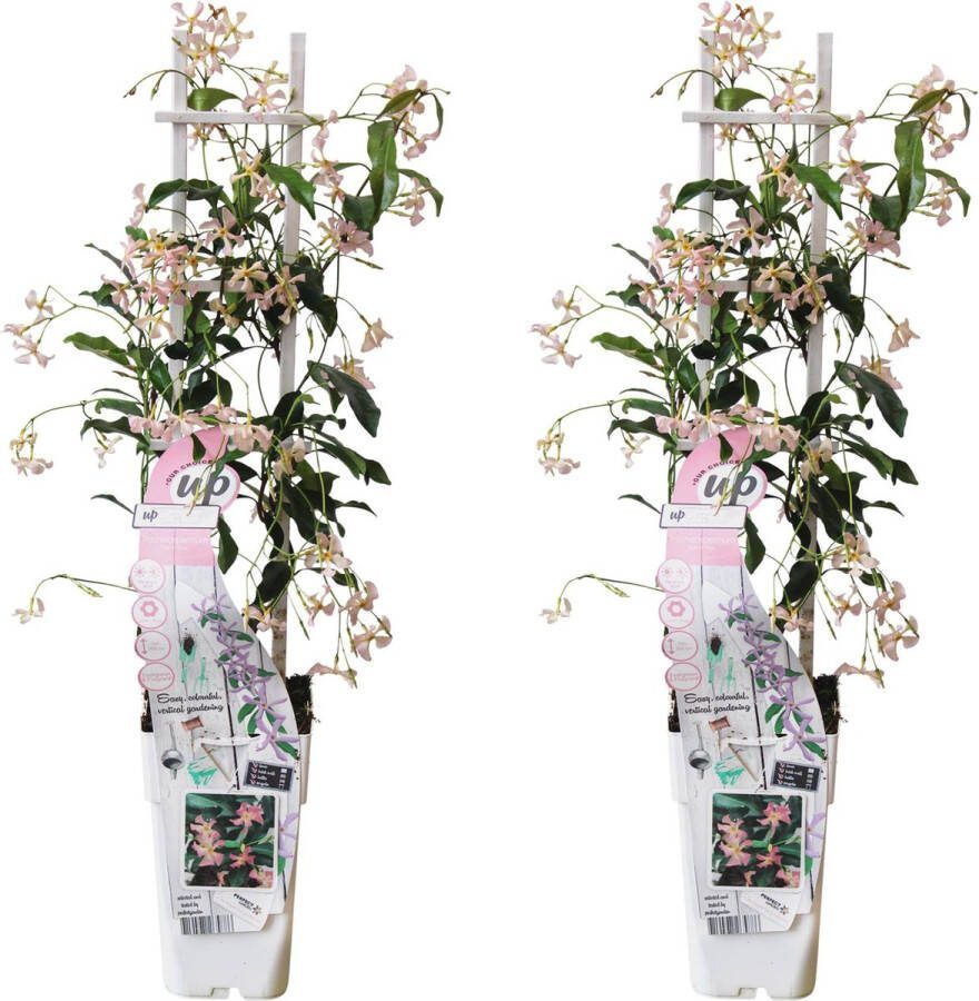 2x sterjasmijn Kleur zacht rose klimplant Trachelospermum 'Star of Ibiza' ↨65cm Ø15