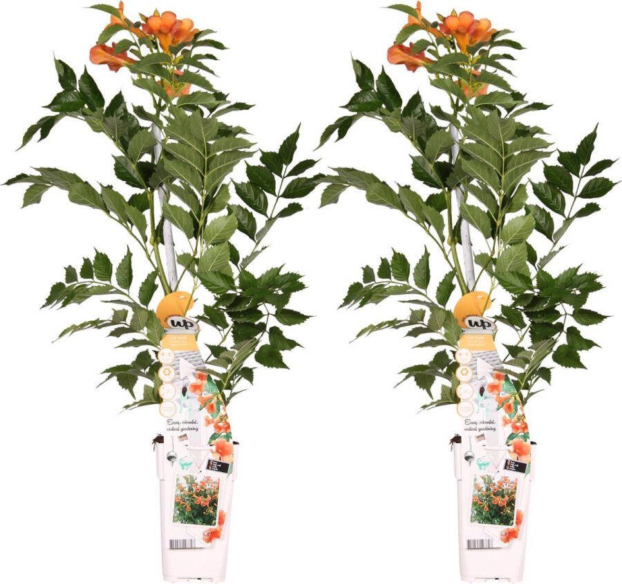 2x -Trompetplant Klimplant kleur Oranje donker oranje Campsis 'Indian Summer' -↨65cm Ø15