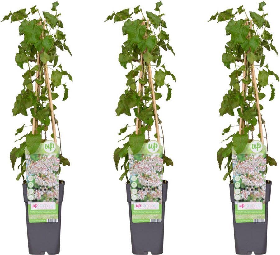 3 Stuks Bruidsluier kleur wit Klimplant Fallopia baldschuanica ↨65cm Ø15