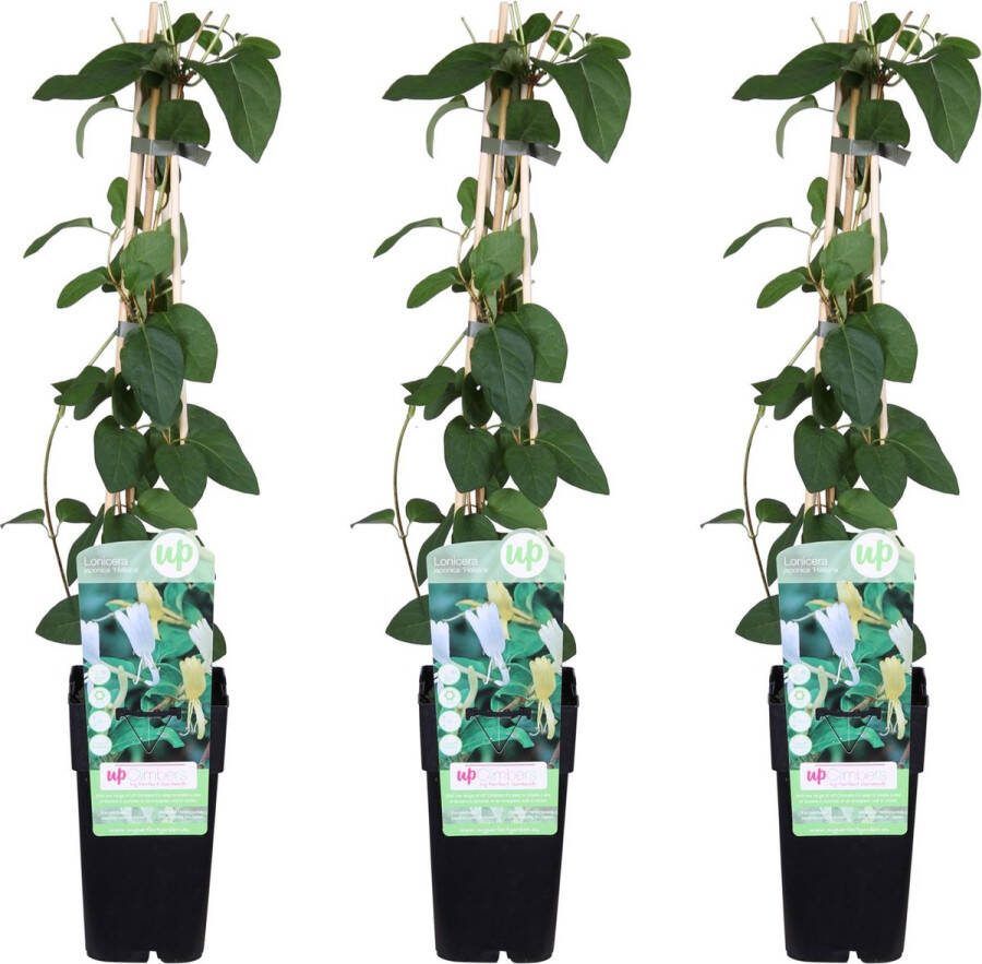 3 Stuks -japanse kamperfoelie klimplant kleur wit-roomgeel winterhard Lonicera japonica 'Halliana' ↨65cm Ø15