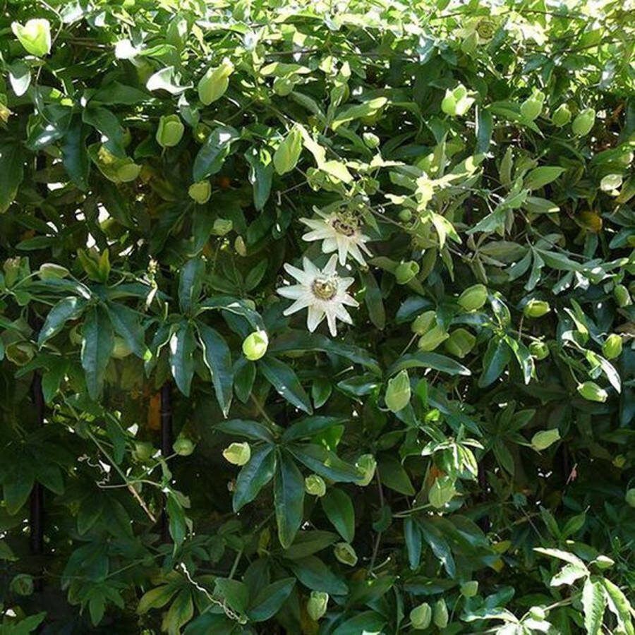 3 stuks Passiebloem Kleur Wit Klimplant Passiflora caerulea 'Constance Elliot' Ø 15 hoogte 60-70 cm