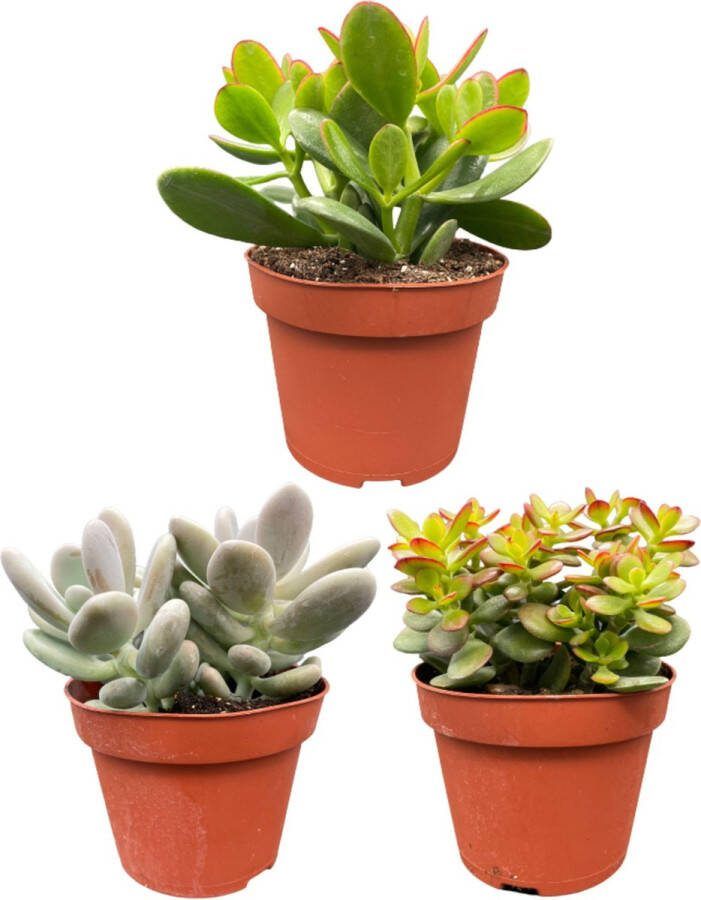 3 stuks vetplanten 16-22cm Zinc Ø13 cm : Crassula Minor Crassula Ovata en Pachyphytum Oviferum