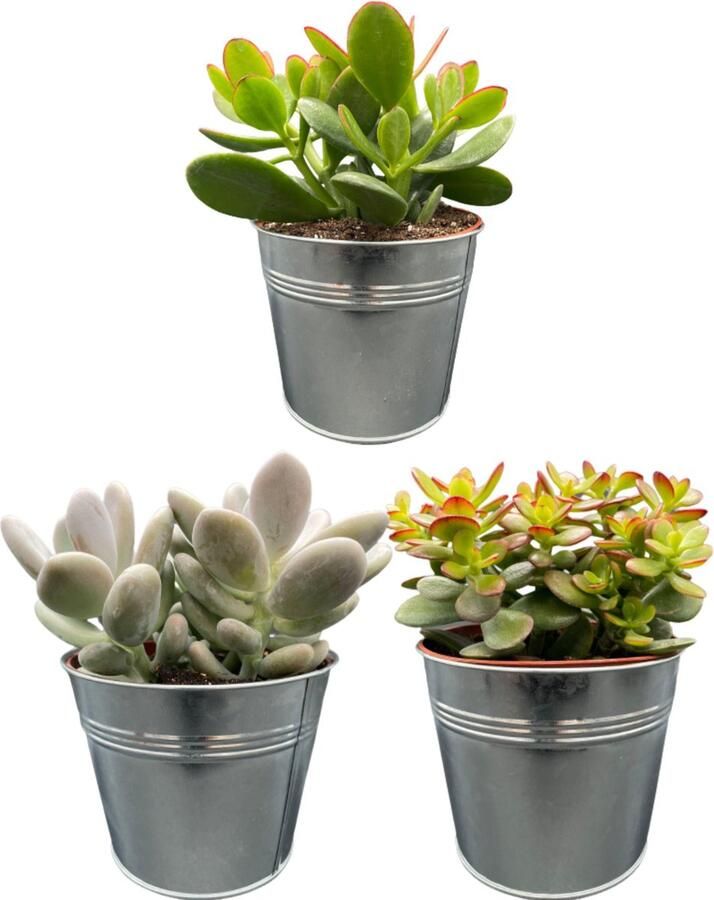3 stuks vetplanten in robuuste en stijlvolle zinken potten 16-22cm Zinc Ø13 cm
