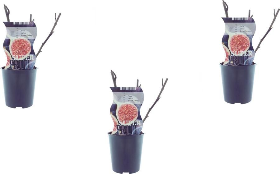 3 x Vijgenboom Mediterrain Exotische Fruitboom Kleur vrucht Bruinpaars Ficus Carica Brown Turkey Bio Vijg potmaat 13 hoogte 45