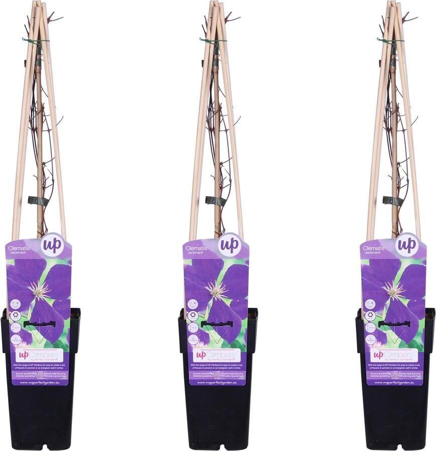 3x Clematis klimplant kleur diep paars tot violet Clematis Jackmanii ↨65cm Ø15
