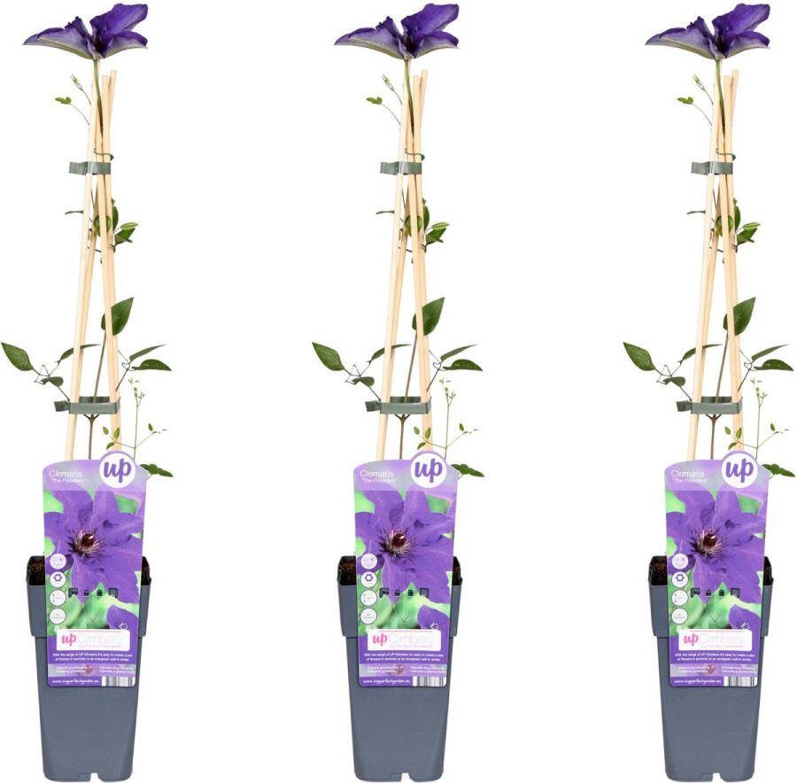 3x Clematis klimplant kleur diep violet blauw Clematis The President ↨65cm Ø15