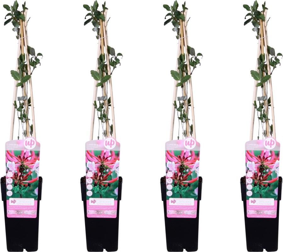 4 Stuks Kamperfoelie Kleur Donkerroze Paars met Geel en creme Geurende Bloemen Klimplant 4x Lonicera periclymenum Serotina ↨65cm Ø15