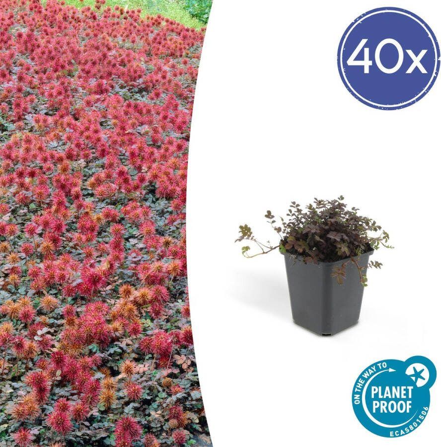 40x stekelnootje buitenplant geschikt voor zowel natte zonnige als schaduwrijke plekken