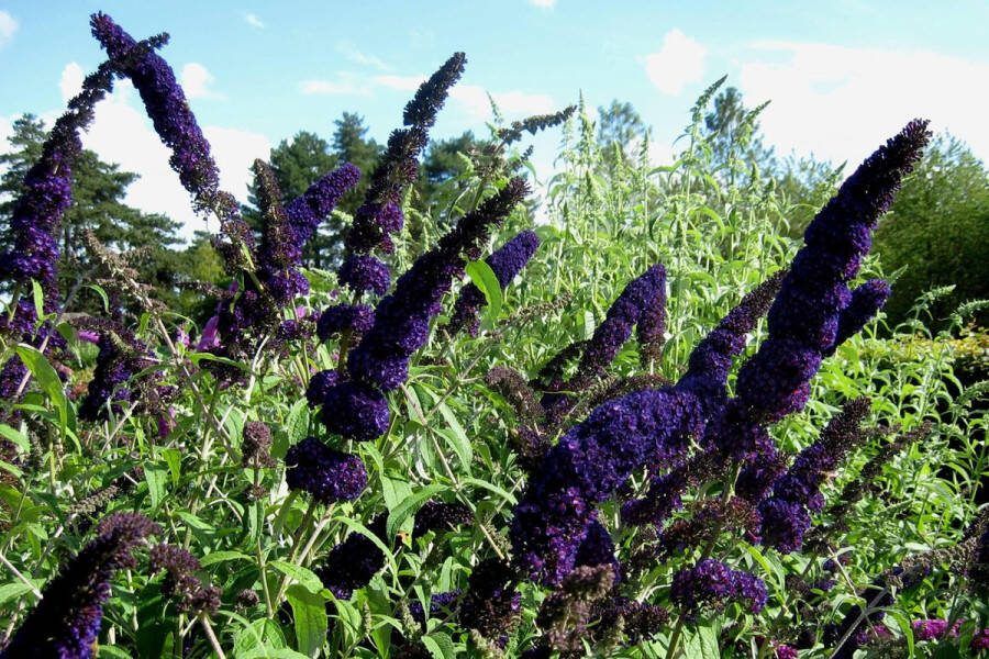 4x Buddleja davidii 'Black Knight' Vlinderstruik in 3 liter kweekpotten met planthoogte 30-40cm