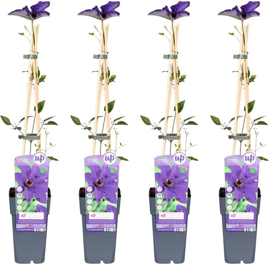 4x Clematis klimplant kleur diep violet blauw Clematis The President 65cm Ø15