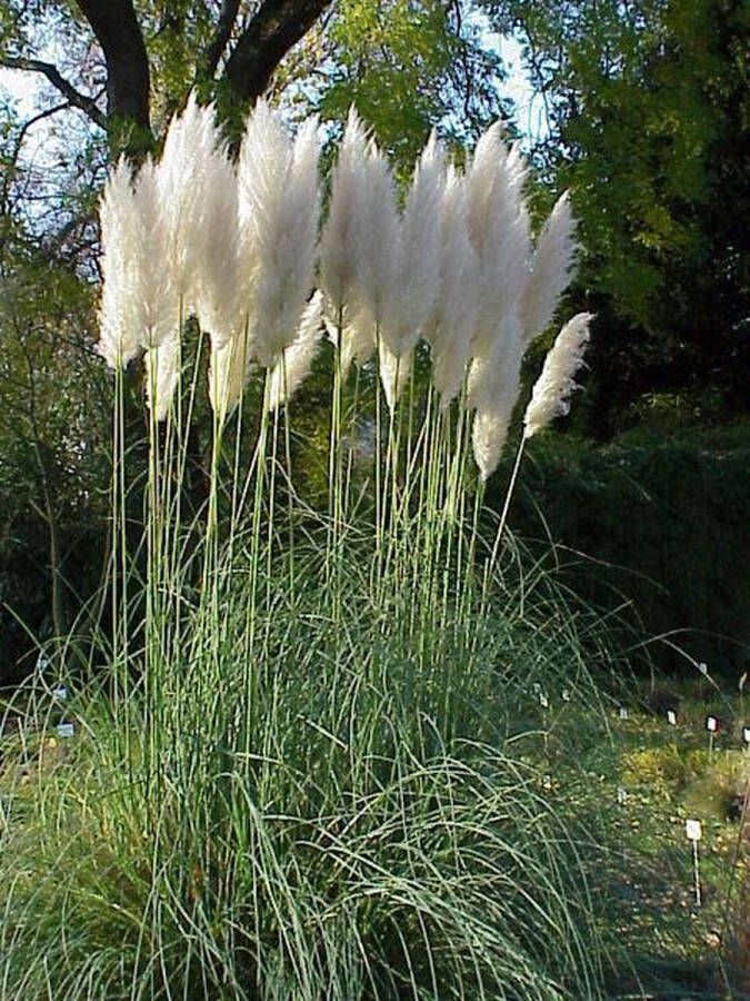 4x Cortaderia selloana Pampasgras in 3 liter kweekpotten