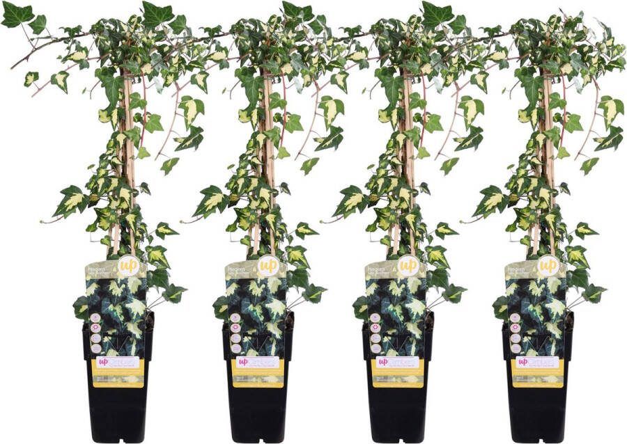 4x De Bonte Klimop Tuinplant Klimplant Kleur Blad Groen geel Hedera helix Goldheart Klimop Geel-groen