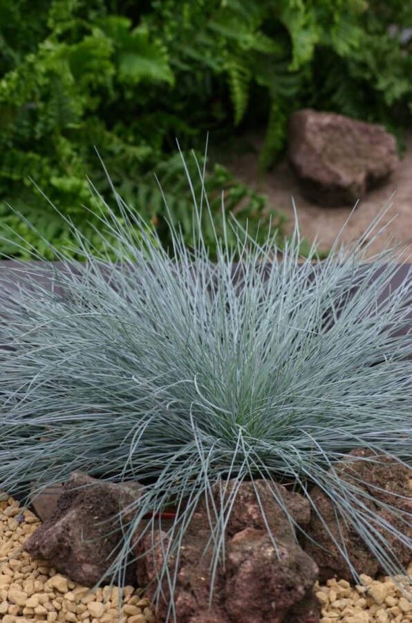 4x Festuca Glauca Intense Blue – Blauw Schapengras in C2 liter kweekpotten