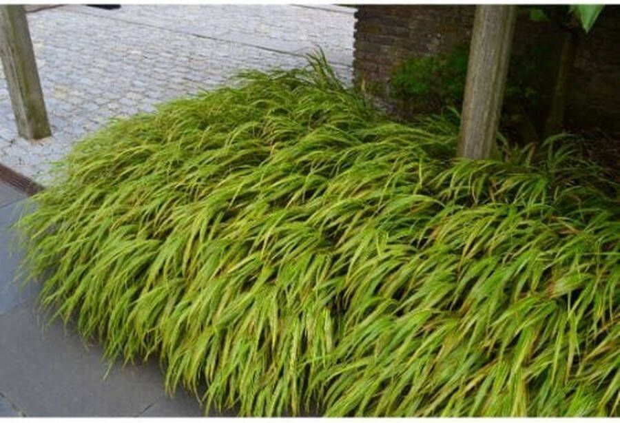 4x Hakonechloa macra Aureola – Japans Berggras in 2 liter kweekpotten