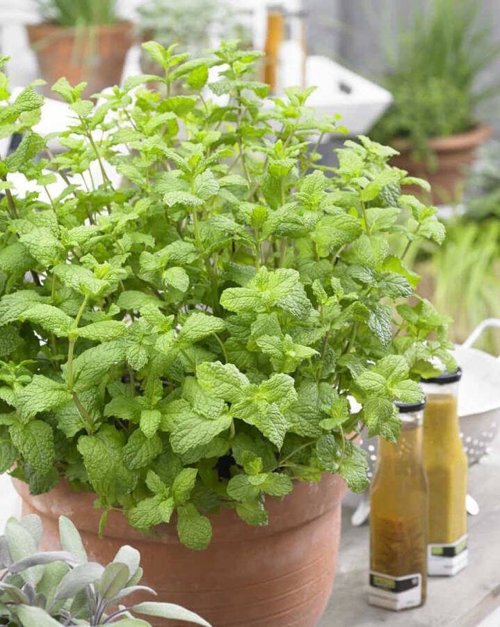 4x Mentha spicata Maroccan – Marokkaanse munt in 15cm kweekpotten met planthoogte 10-20cm