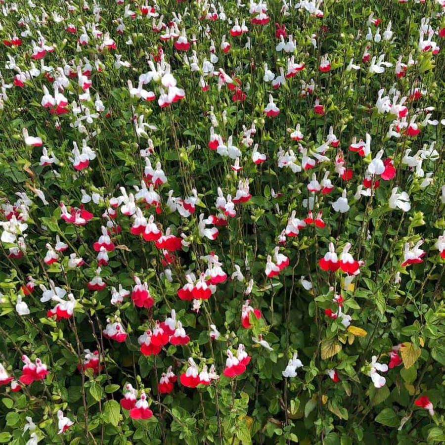 4x Salvia microphylla Hot Lips – Salie in 2 liter kweekpotten met planthoogte 10-20cm