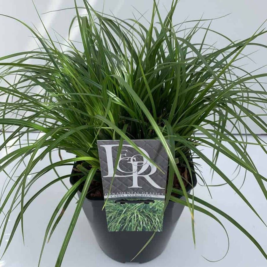 5x Carex oshimensis Evergreen – Zegge in 2 liter kweekpotten met planthoogte 10-20cm