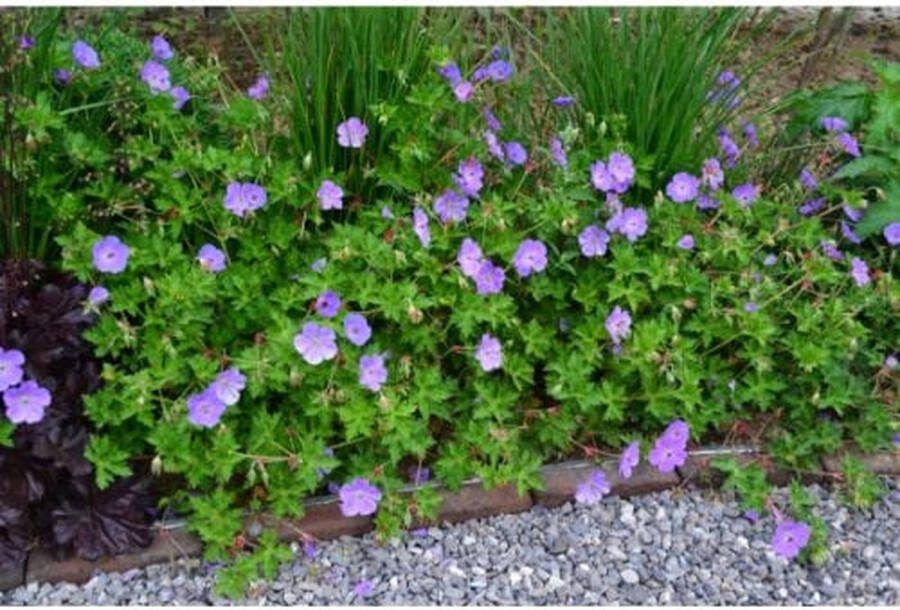 5x Geranium Rozanne Ooievaarsbek in C2 liter kweekpotten