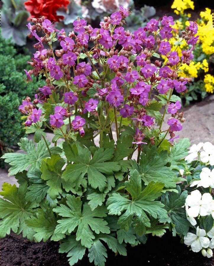 6 stuks Geranium macrorrhizum Ooievaarsbek in C2 liter kweekpotten met planthoogte 20-30cm