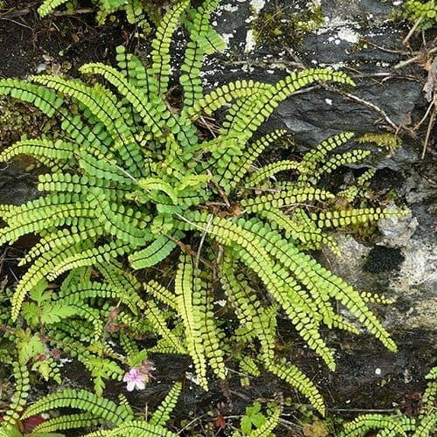 6x Asplenium Trichomanes – Steenbreekvaren in 9x9cm kweekpotten met planthoogte 5-10cm