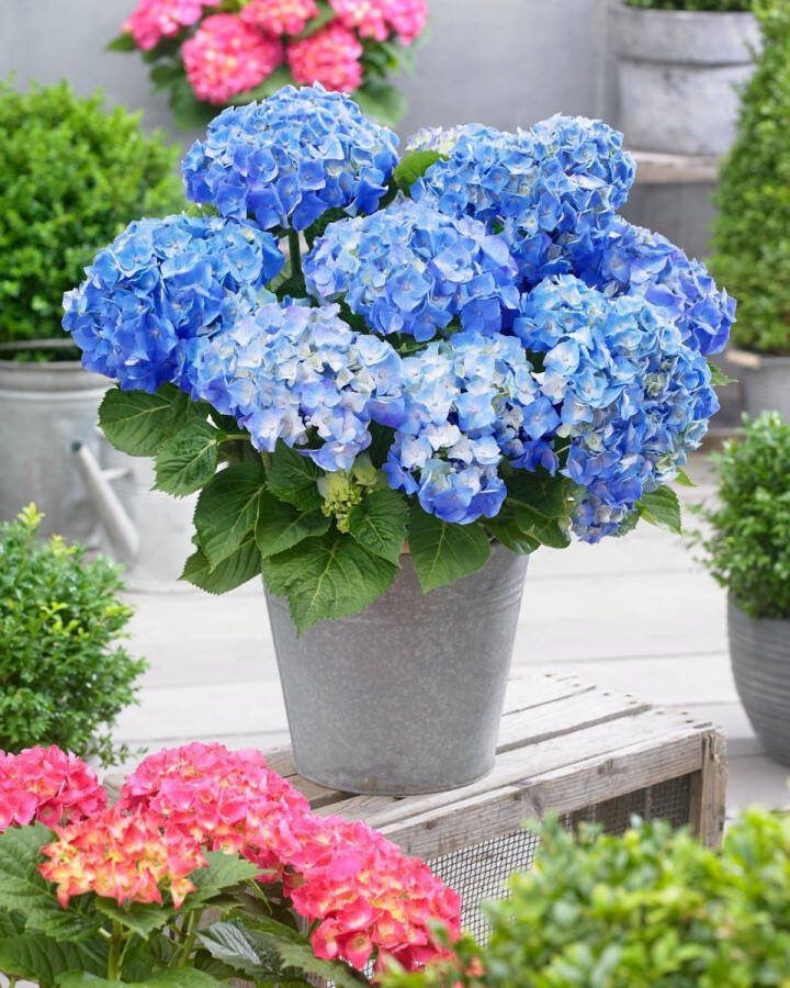 Set van 5x Hydrangea macrophylla 'Little Blue' Dwerg Hortensia in 2 liter kweekpotten