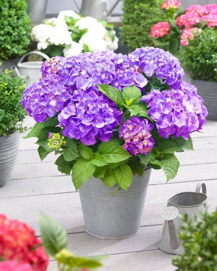 Set van 5x Hydrangea macrophylla 'Little Purple' Dwerg Hortensia in 2 liter kweekpotten