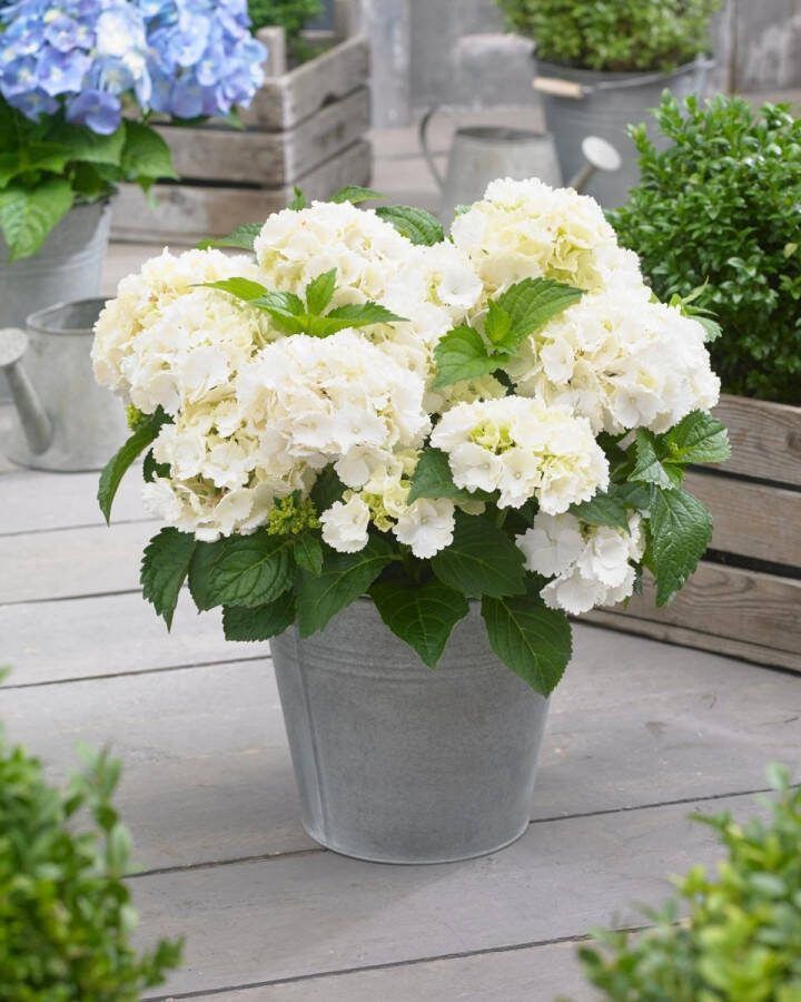 Set van 5x Hydrangea macrophylla 'Little White' Dwerg Hortensia in 2 liter kweekpotten
