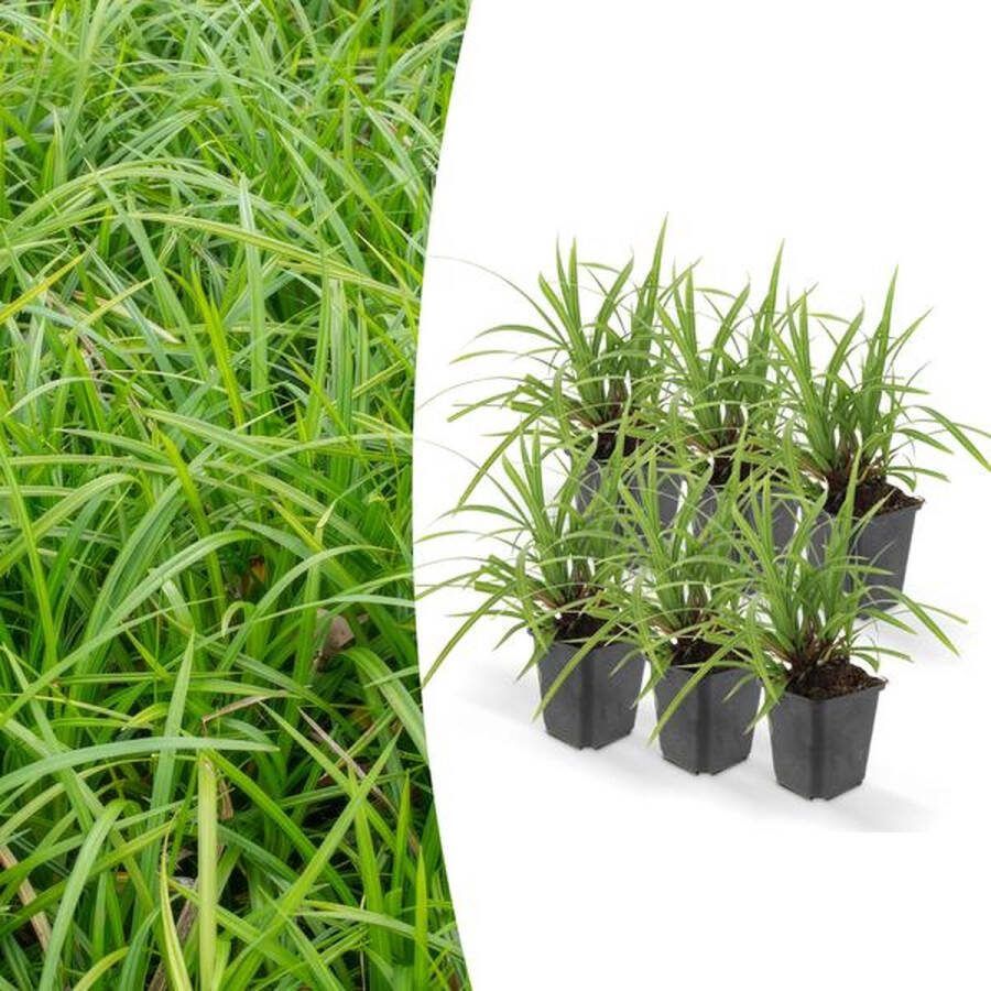 6x Japanse zegge (Carex morrowii 'Irish Green') onderhoudsvriendelijke buitenplant