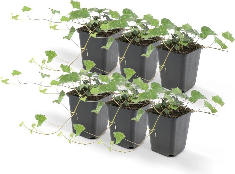 6x klimop (Hedera helix) natuurlijk gekweekte buitenplant