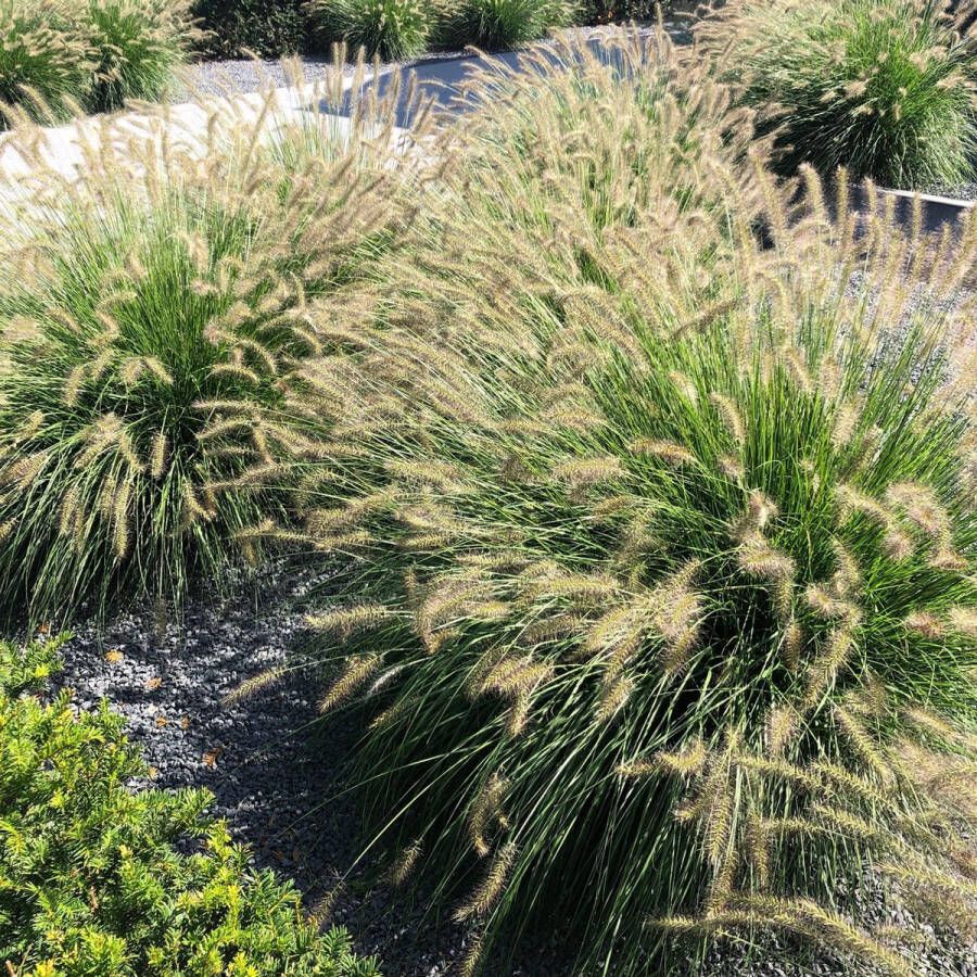 6x Pennisetum Alopecuroides Hameln Lampenpoetsersgras in 2 liter kweekpotten planthoogte 20-30cm