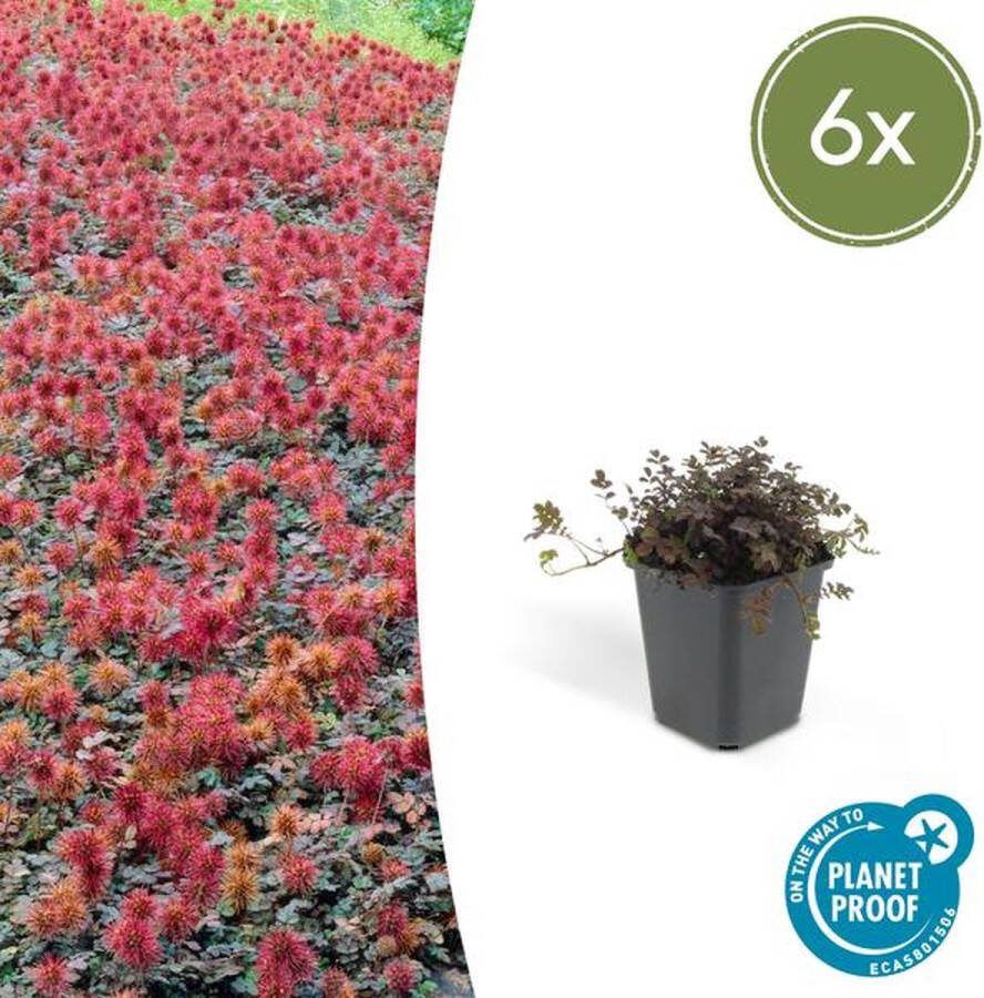6x stekelnootje buitenplant geschikt voor zowel natte zonnige als schaduwrijke plekken