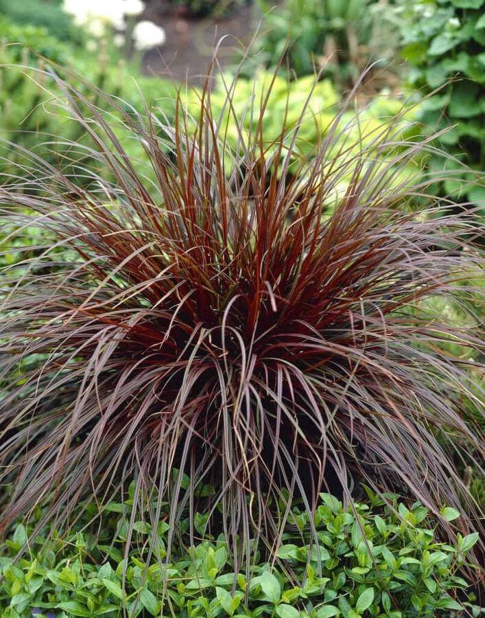6x Uncinia Rubra – Rode zegge in 9x9cm kweekpotten