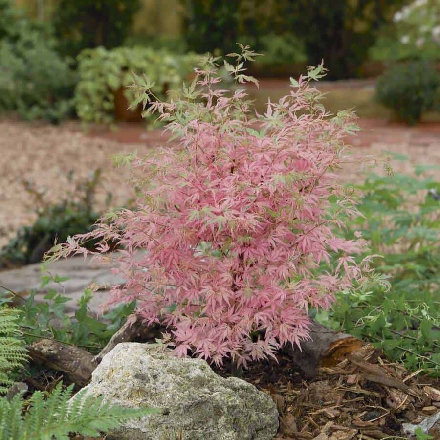 Acer palmatum Taylor – Japanse Esdoorn in 19cm kweekpot met planthoogte 40-60cm