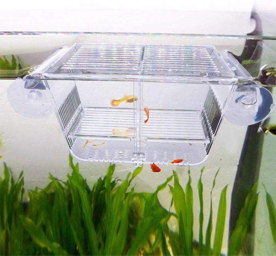 Acryl vis-isolatiebox met zuignappen broedkast voor aquarium babyvissen garnalen clownvissen guppy's klein formaat Kweekbak