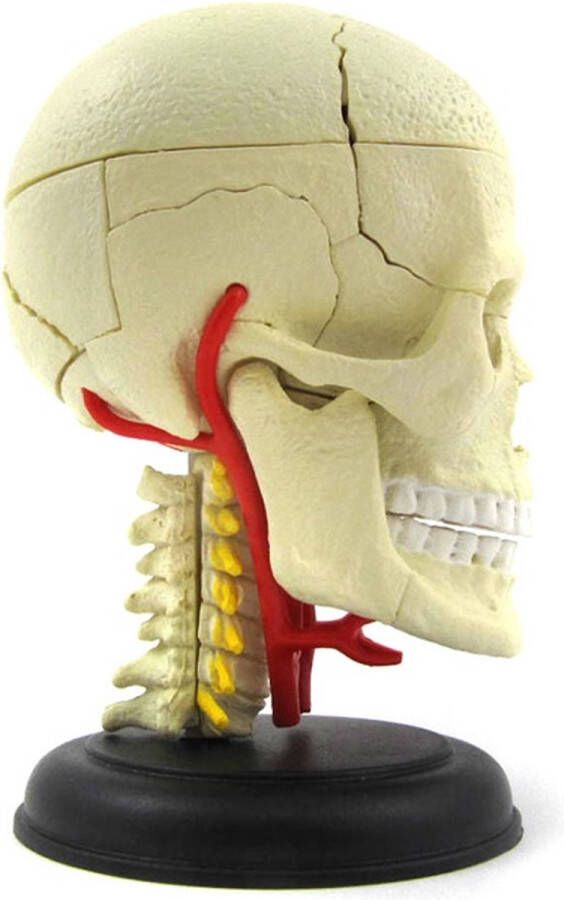 Anatomie zenuwstelsel hersenen 3d puzzel educatief