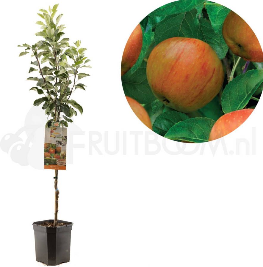 Fruithof Appelboom Malus domestica James Grieve | hand- en moesappel | laagstam ca. 160cm hoog
