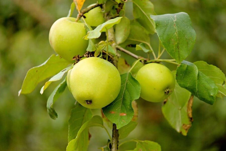 Appelboom Zuilappel 'Green Sensation' 80cm hoog in 5 liter pot