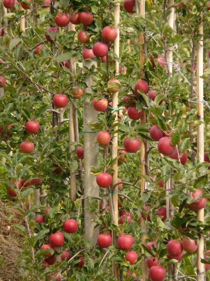 Appelboom Zuilappel Red Sensation – 80cm hoog in 5 liter pot