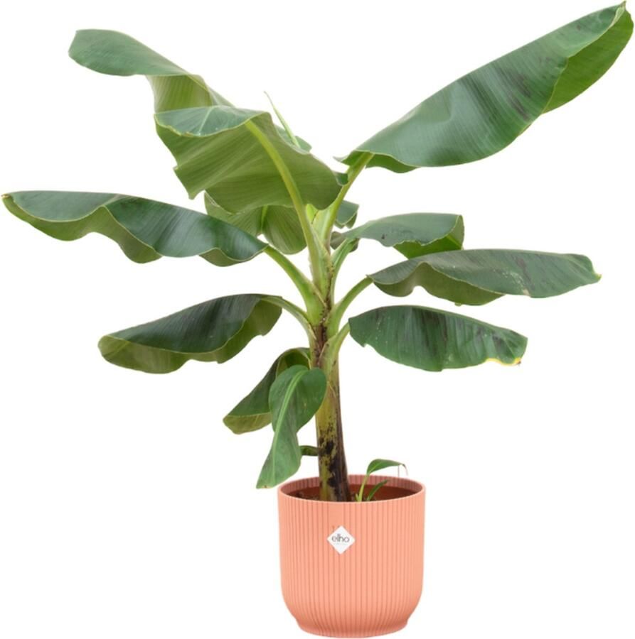 Bananenplant (Musa) met Elho Vibes Fold Round roze sierpot Exotische Kamerplant 100 cm Hoog Ø23cm