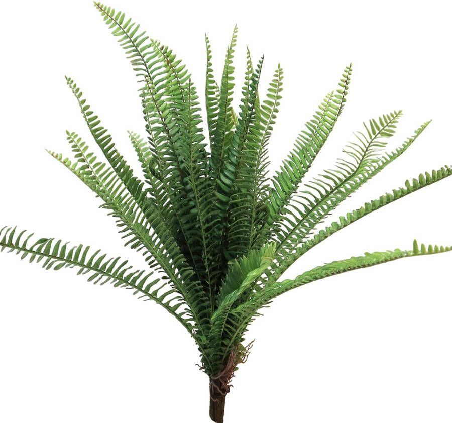 Nova Nature (Best) UV Fern Torres Sunrise 60cm (6 months UV-protected)