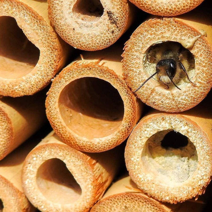 Bijenhotel Teardrop Bee House Bamboe 15x15x10cm Veelkleurig One Size