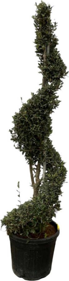 Bijzondere spiraal olijfboom (Olea Europaea spiraal) ca. 230 cm hoog Ø50cm