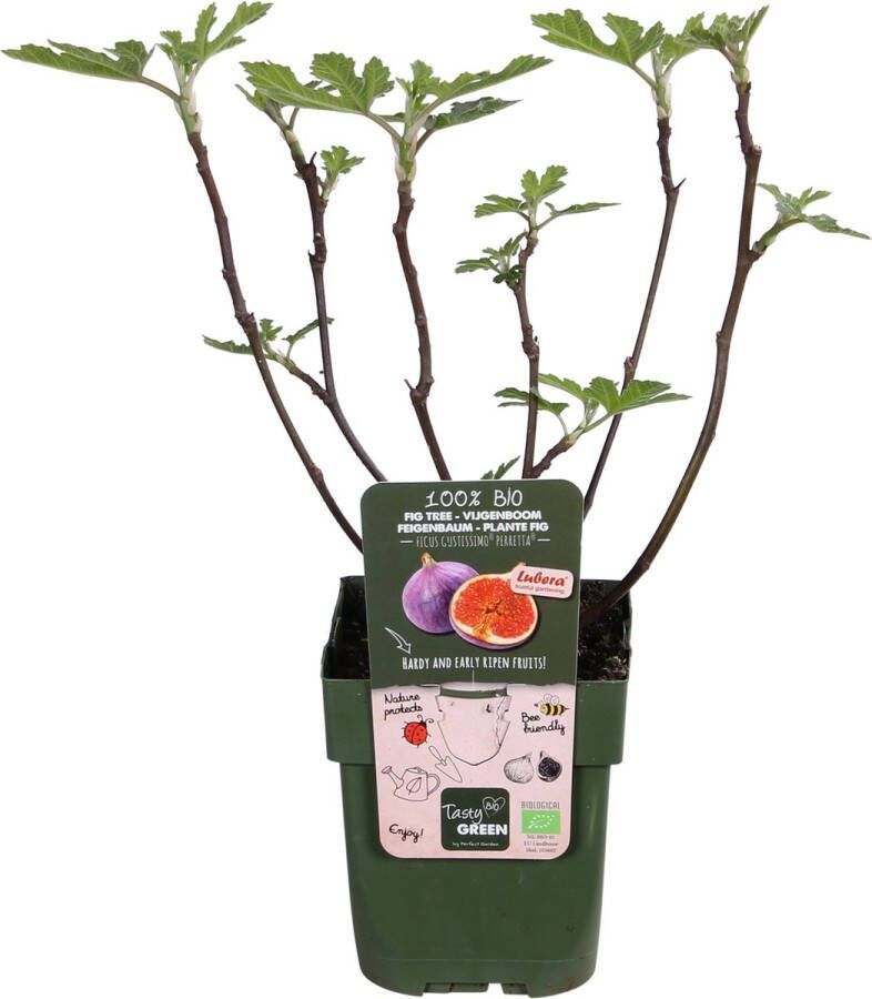 Biologisch gekweekte Fruit Vijgenboom Mediterrane tuin Fruitboom Terrasplant Ficus Gustissimo Perretta Ø13 ↨45cm