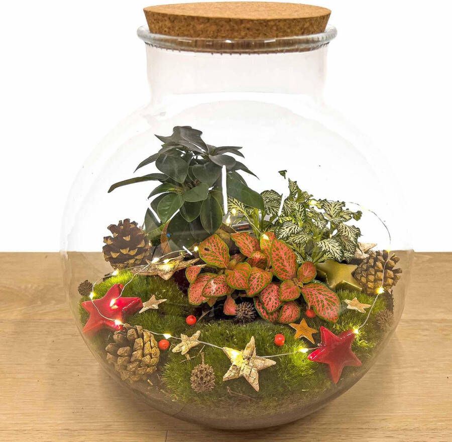 Bladrijkwinkelen Bolder Bob Bonsai Christmas Diy ↑ 30 Cm Terrarium ecosysteem planten terrarium mini ecosysteem