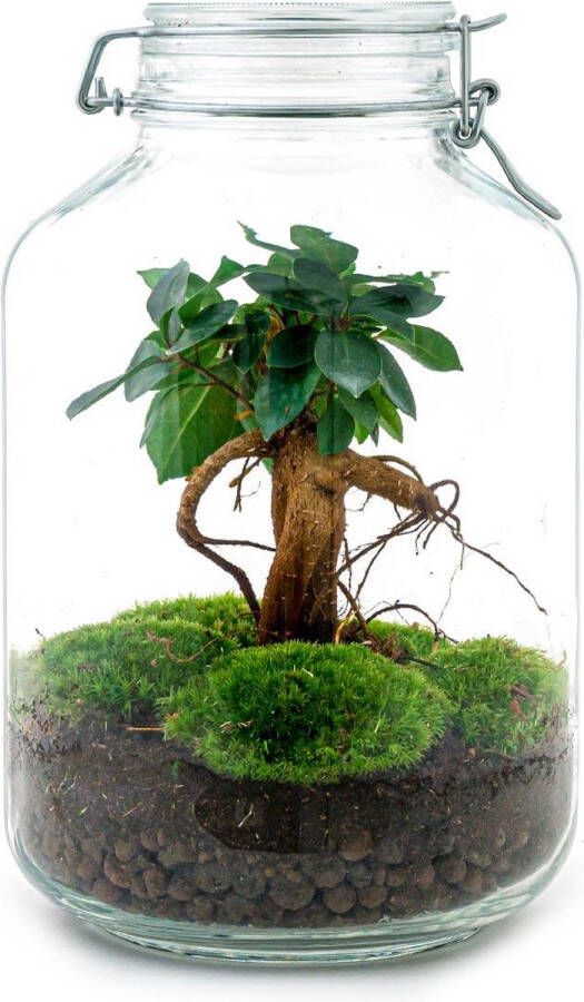 Bladrijkwinkelen Diy Terrarium Ficus Ginseng Bonsai ↑ 28 Cm Terrarium ecosysteem planten terrarium mini ecosysteem